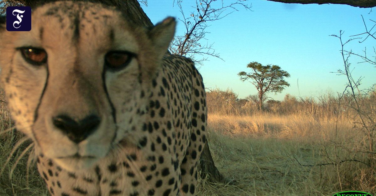 Gepardenforschung in Namibia: Kontaktbörse am Katzenbaum