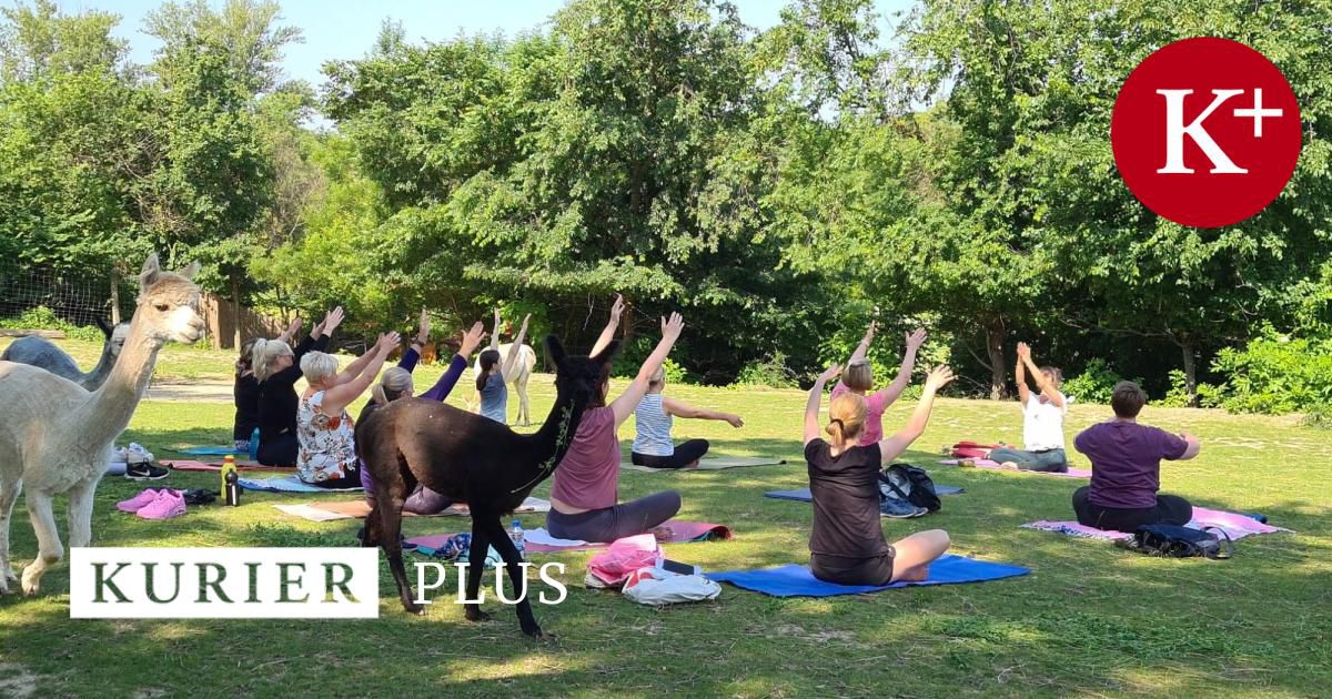 Alpakayoga: Sonnengrüße in flauschiger Gesellschaft