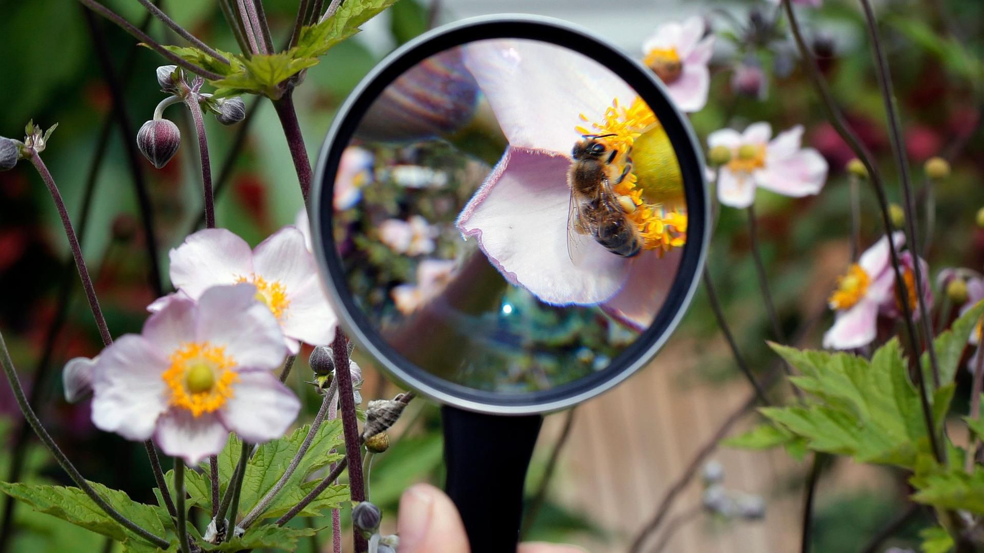 Abendschau: Insekten zählen für die Wissenschaft | ARD Mediathek