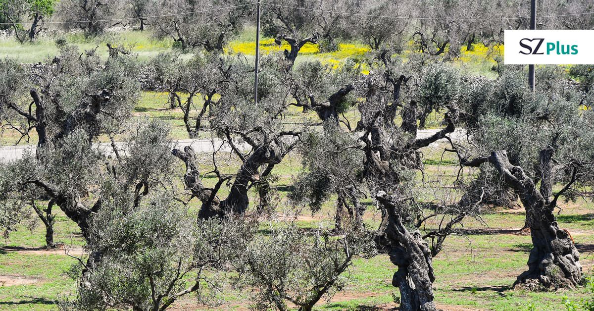 Italien: Das Sterben der Olivenhaine