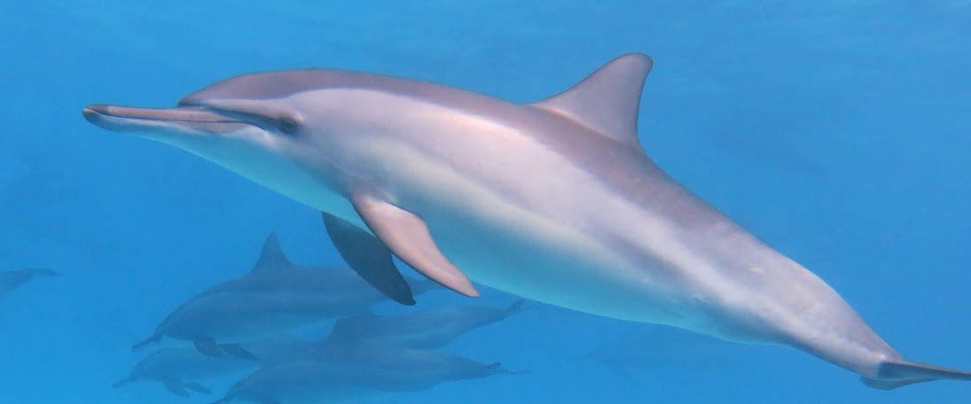 Ägypten – Sataya-Riff: mit freilebenden Delfinen schwimmen