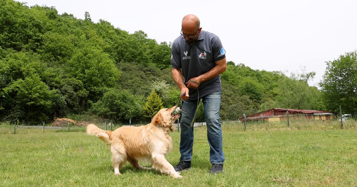 Koirankouluttaja keksi yllättävän ratkaisun, miten kulkukoirista voisi olla hyötyä