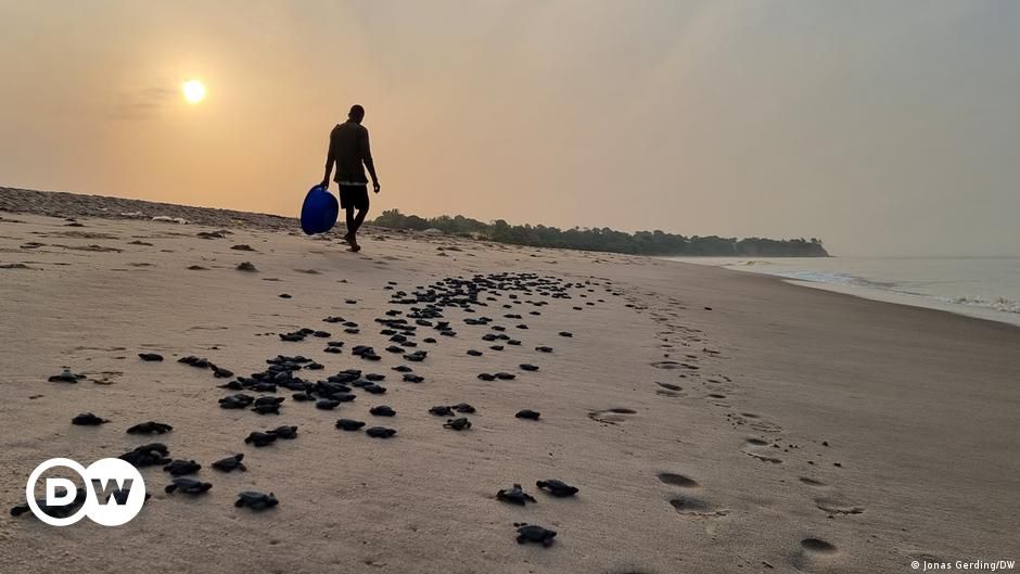 Klimawandel im Kongo bringt Meeresschildkröten in Not