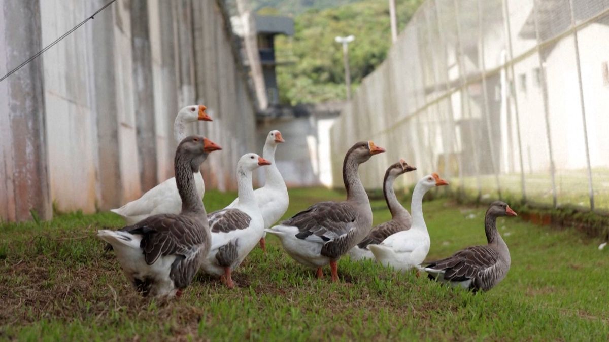 Gans gut bewacht – Gefängnis setzt auf Federvieh