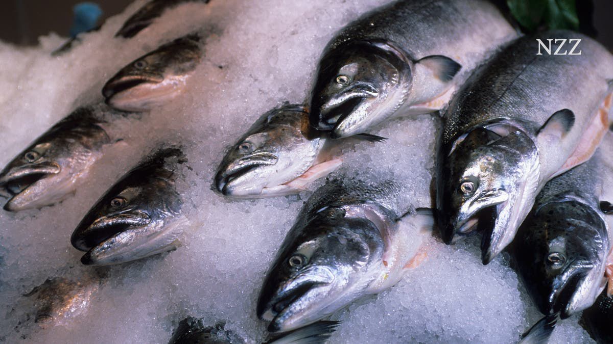 Angeltouren sind verboten, Schleppnetzfischerei ist erlaubt: In Kanada zeigen sich viele der Probleme mit Meeresschutzgebieten