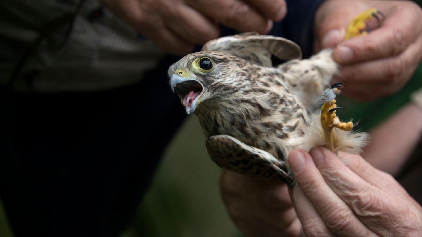 Unterschätztes Problem: Warum illegaler Vogelfang in Deutschland oft unbestraft bleibt