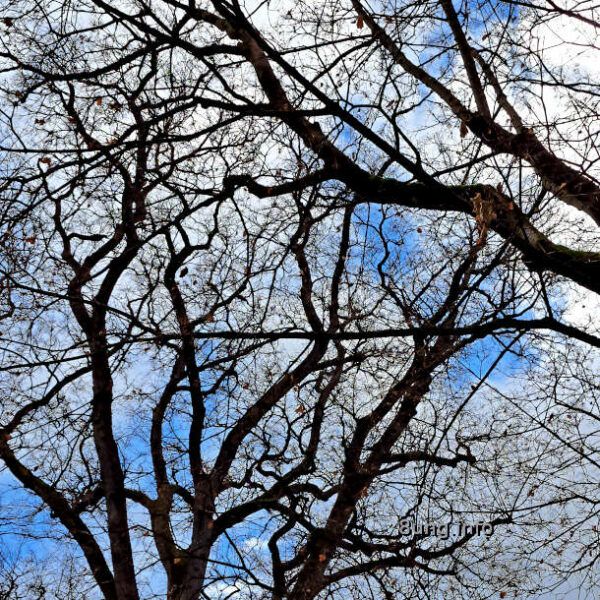 Blick in den Himmel durch das Geäst eines Baumes