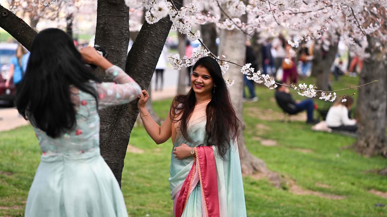 Was Kirschblüten über die Klimakrise verraten