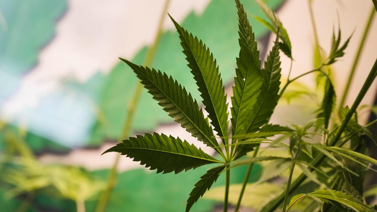 Plattform JuicyFields: Der große Cannabis-Betrug