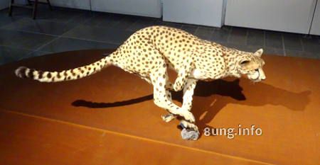 Gepard im Museum Wiesbaden