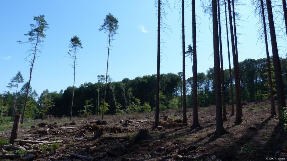 Deutscher Wald im Ausnahmezustand