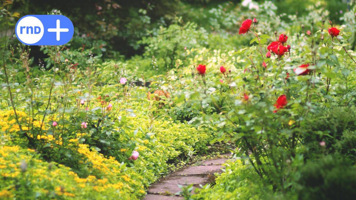 Garten gegen Hitze schützen: Experte gibt Tipps