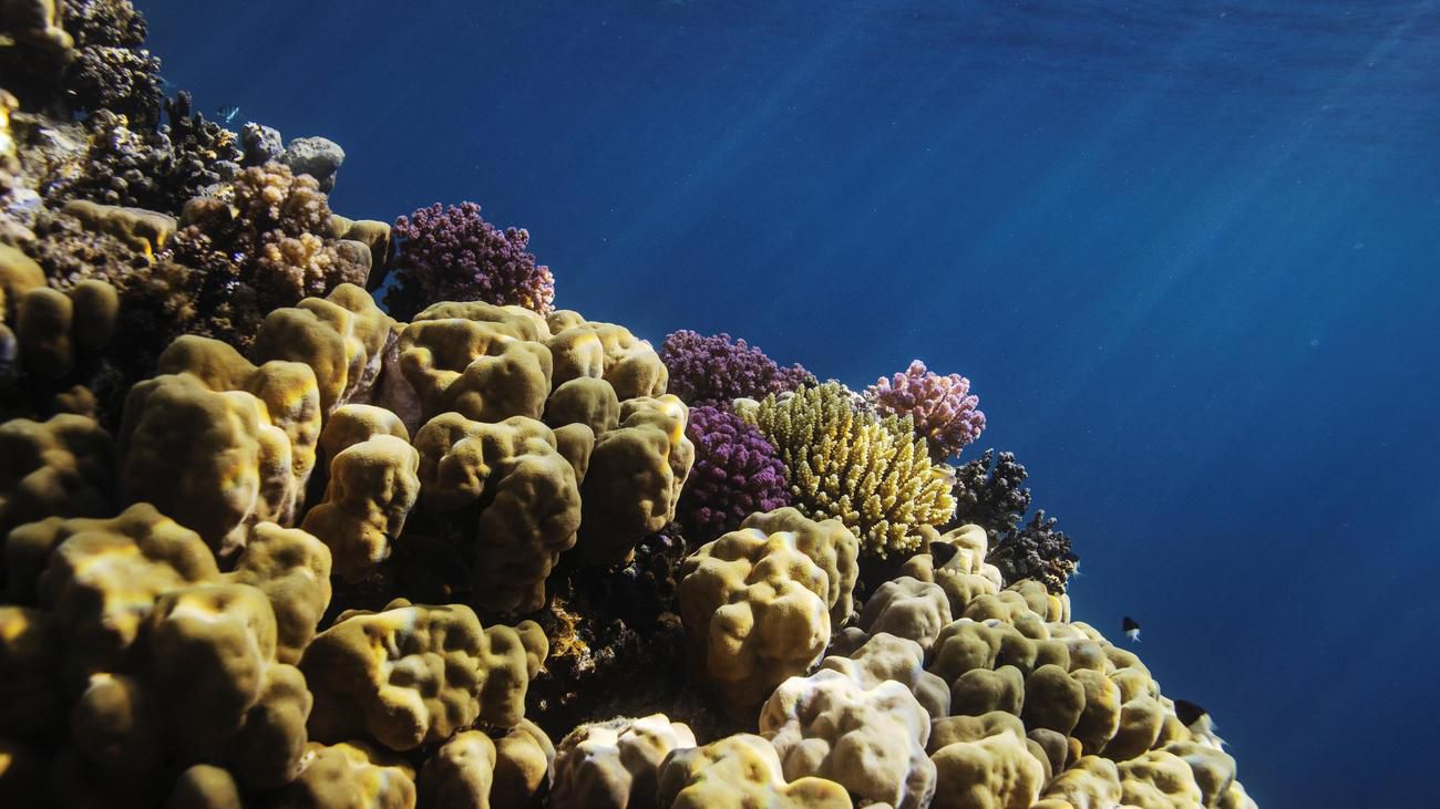 Korallensterben: Wie die Regenwälder der Meere noch zu retten sind
