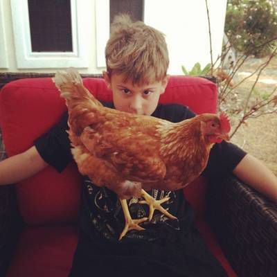 Child afraid of chicken on his lap - Confronting reality