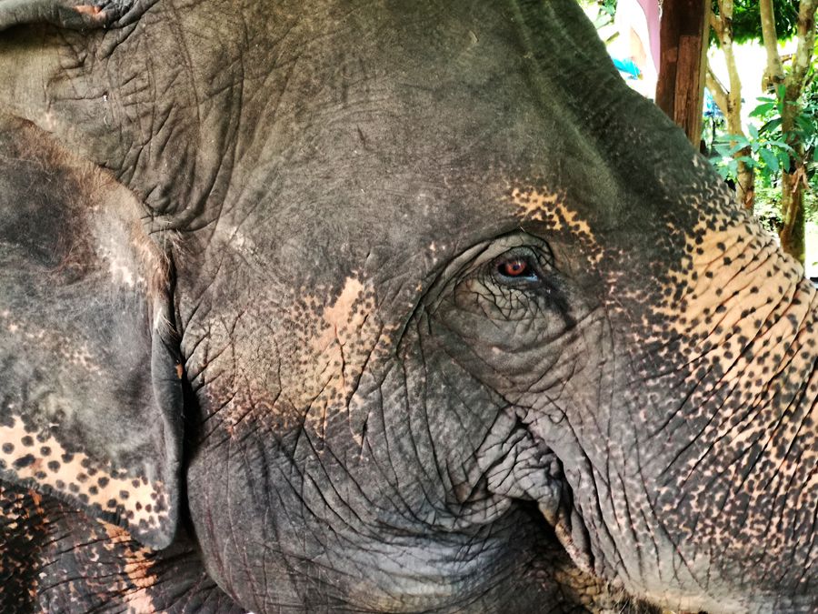 Solltest du in Thailand Elefanten besuchen?
