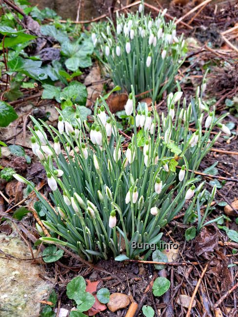 Phänologischer Frühling beginnt 2024 am 1. Februar