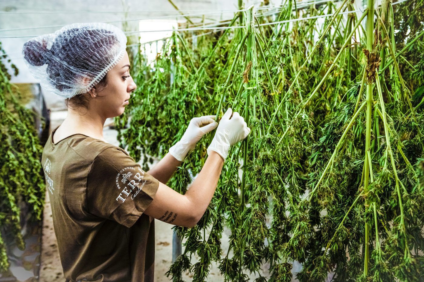 Find Jobs Within the Cannabis Industry on Vangst