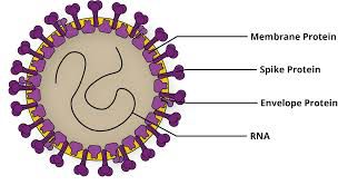 What is Coronavirus? Treatment & Diagnoses