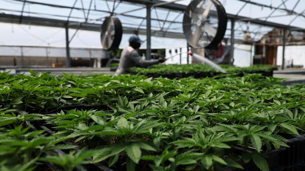 Cannabislegalisierung: "Wir sind uns sicher, dass die Legalisierung kommt"