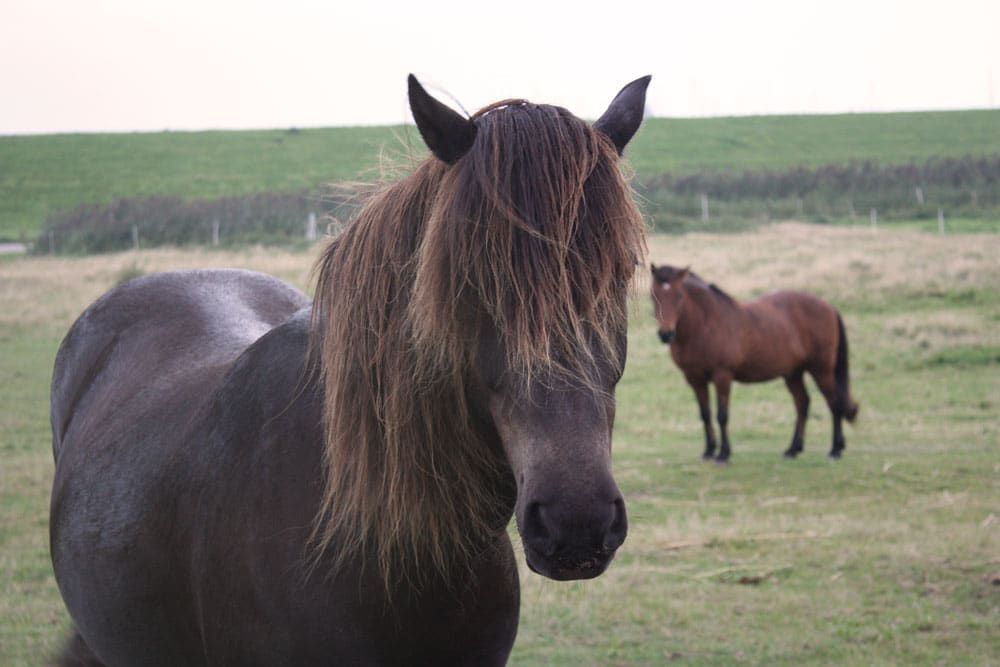 Juist, Trauminsel in der Nordsee