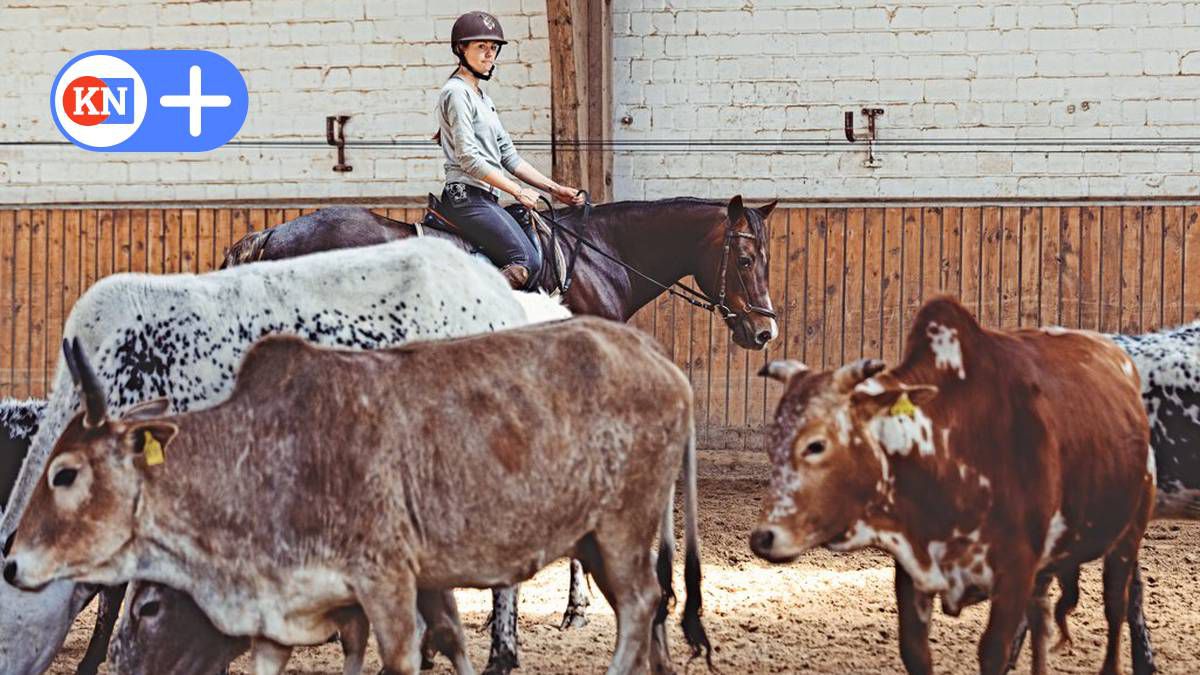 Rindertraining: So wird Pferden die Angst vor Kühen genommen