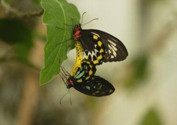 Naturfilm: Sex, Lies and Butterflies – Wunderwesen Schmetterling