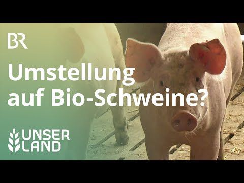 Herz für Bioschweine: Lohnt sich die Umstellung eines konventionellen Betriebs? | Unser Land