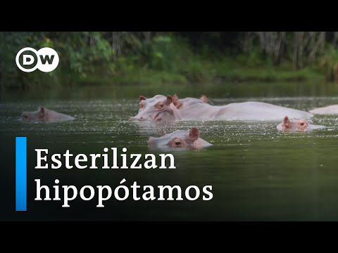 Esterilizan hipopótamos de Pablo Escobar