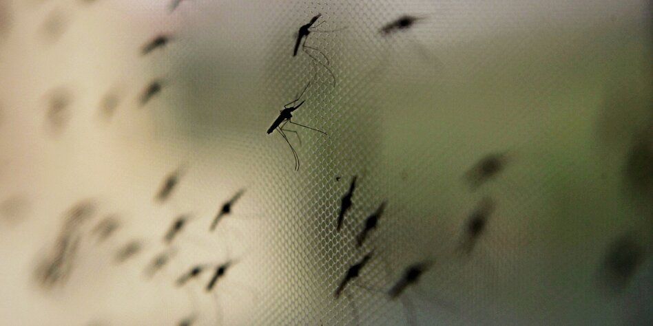 GenverÃ¤nderte Malaria-MÃ¼cken: Genetisch unschÃ¤dlich