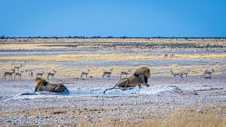 Etosha National Park – where the wild beasts roam