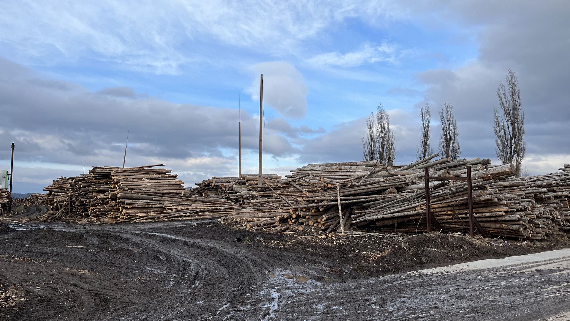 Greenwashing bei Holzverbrennung gefährdet Klimaziele