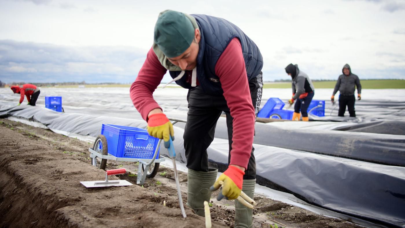 Genuss mit Reue: Wer etwas für die Umwelt tun will, sollte weißen Spargel meiden