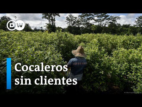 Los productores de hoja de coca de Colombia no tienen compradores ni alternativas