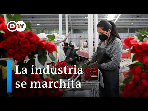 Mercado de flores en Colombia sufre por las sanciones económicas