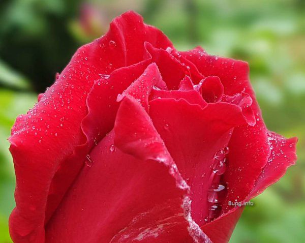 Eisheiligen-Wetter: Regentropfen auf der roten Rosenblüte