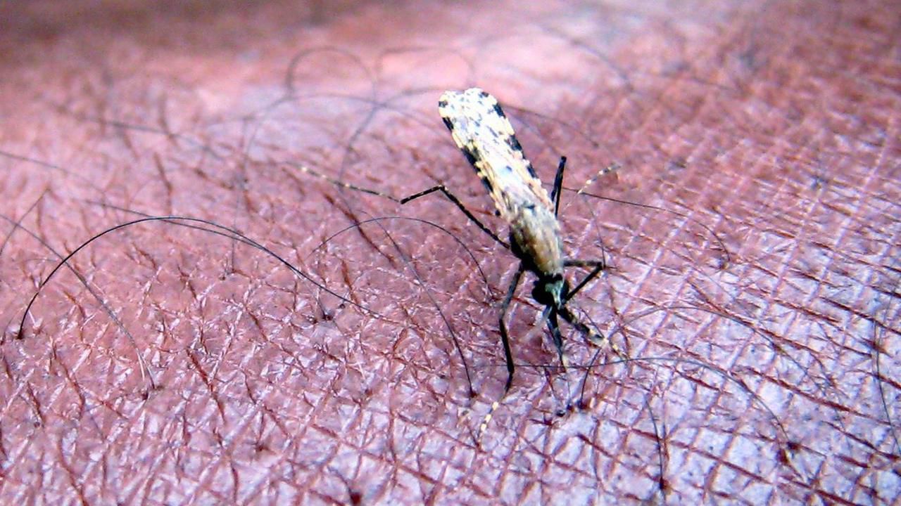 Malaria: Chance auf Durchbruch bei Malaria-Impfung