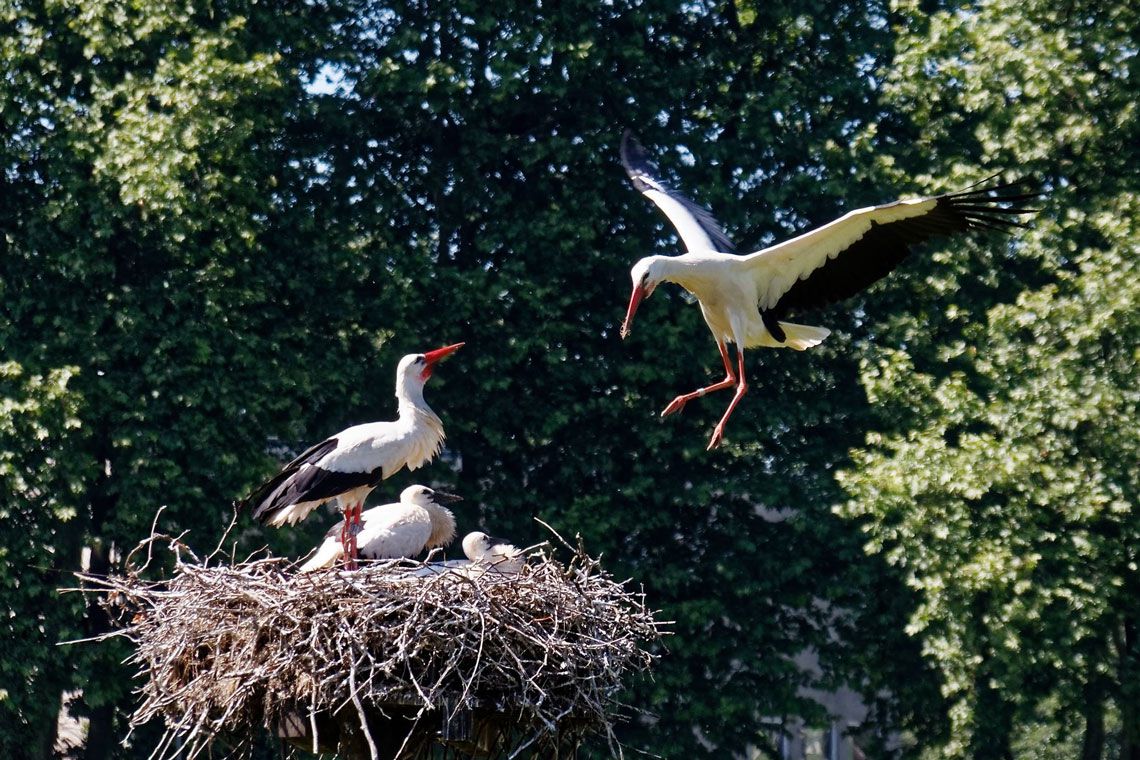 „Wir haben Hunger" - Bild der Woche 24 / 52