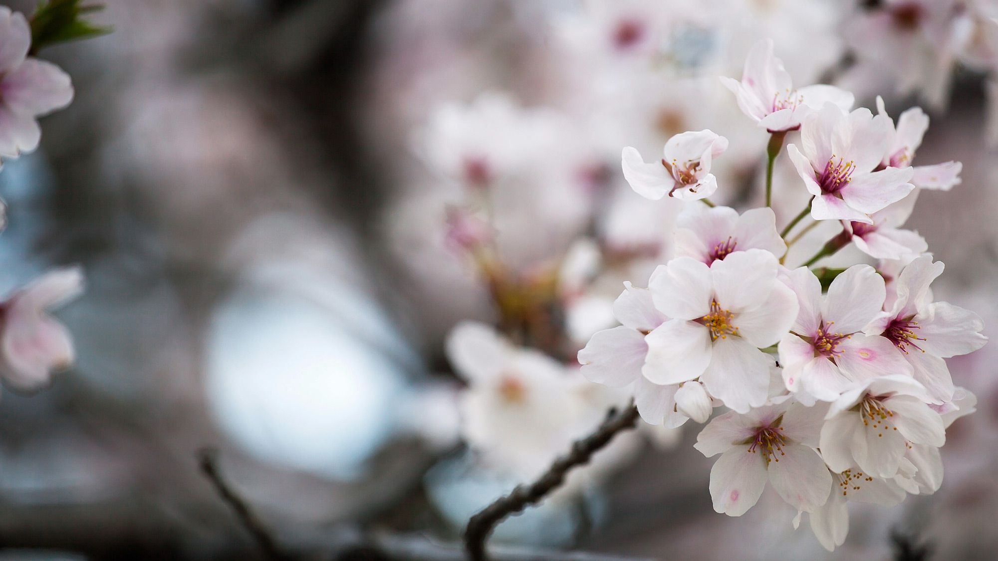 Hörspiel in Japan - Wie ein Kirschbaum sein
