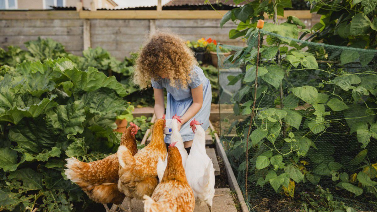 Darf man Hühner im Garten halten?