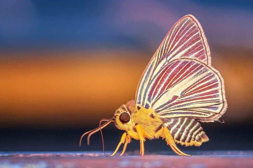 butterfly morph photography