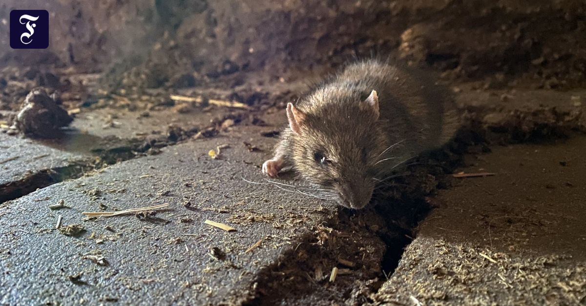 Paris: Umdenken im Umgang mit Rattenplage
