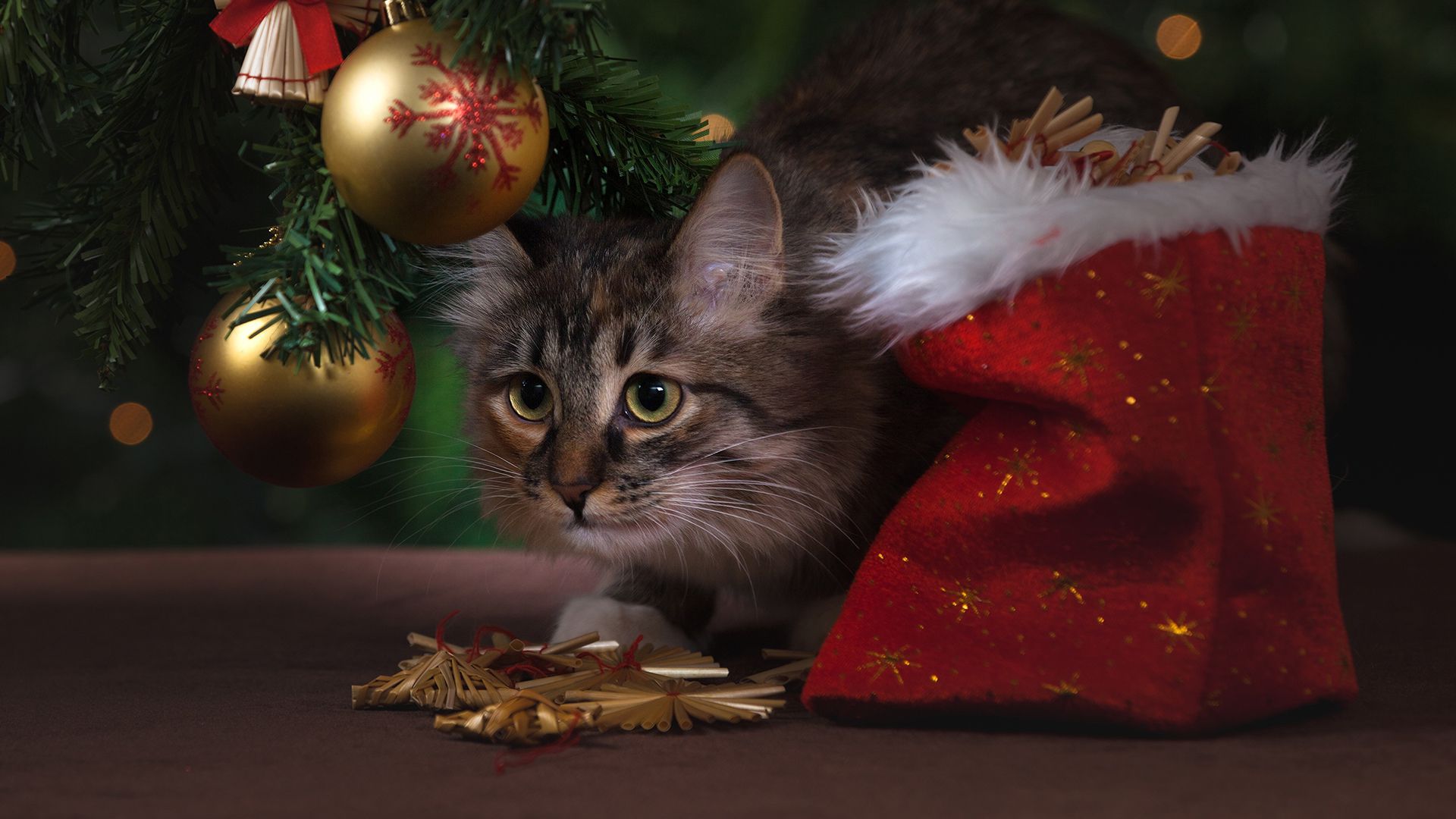 Warum Tiere kein geeignetes Weihnachtsgeschenk sind - Unsere Zeitung