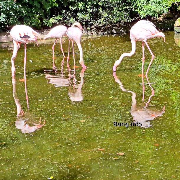 Bild des Tages: 4 Flamingos auf Tauchstation