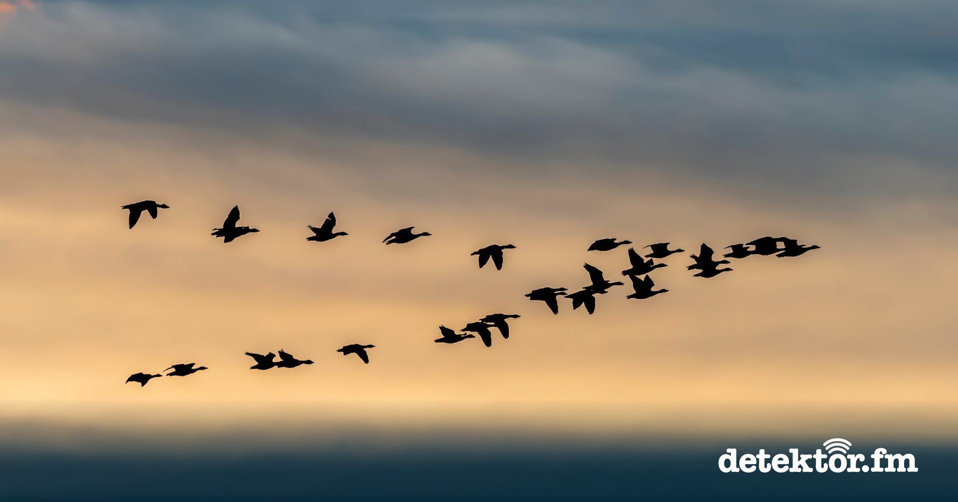 Forschungsquartett | Gehen oder Bleiben? | Migration - detektor.fm - Das Podcast-Radio