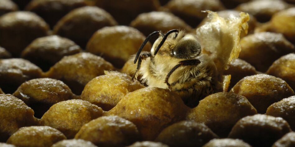 Drohnenlarven als Nahrungsmittel: Echter Bienenstich