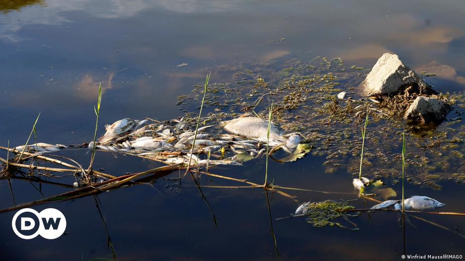 Chemical pollution suspected in Oder River fish deaths | DW | 13.08.2022