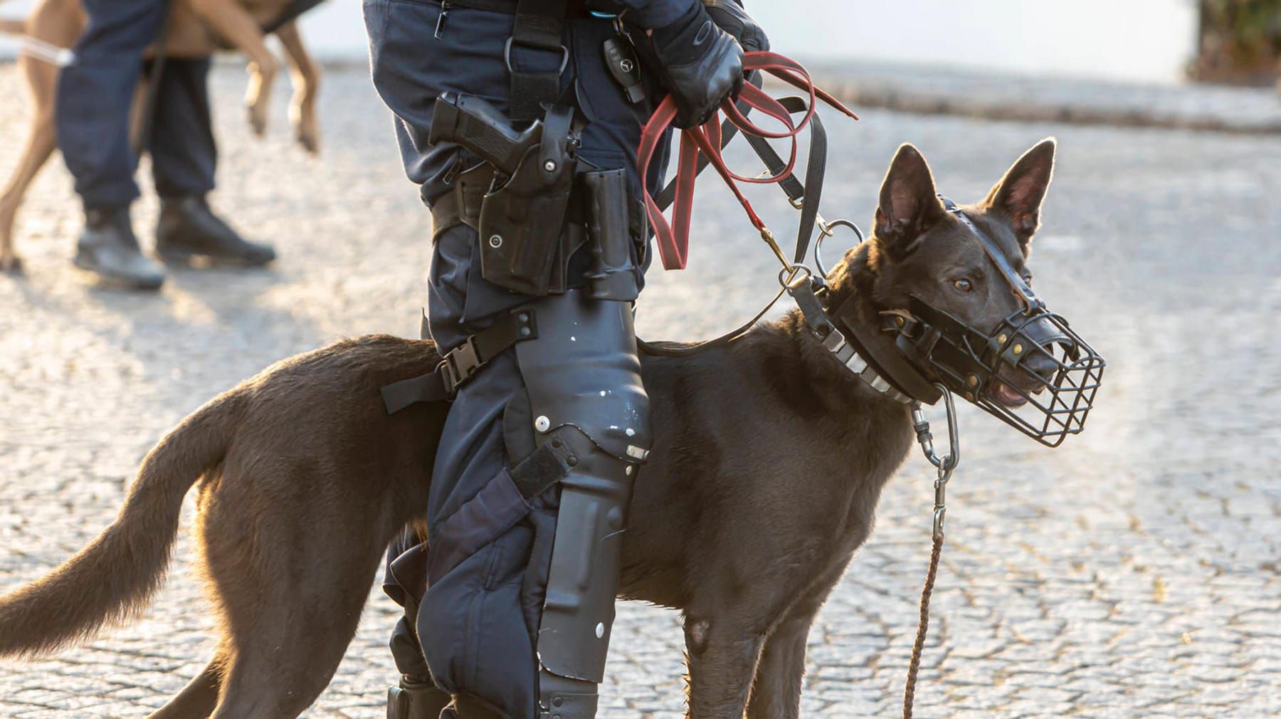 Gewalt gegen Diensthunde: Weshalb die Polizei für Stachelhalsbänder kämpft