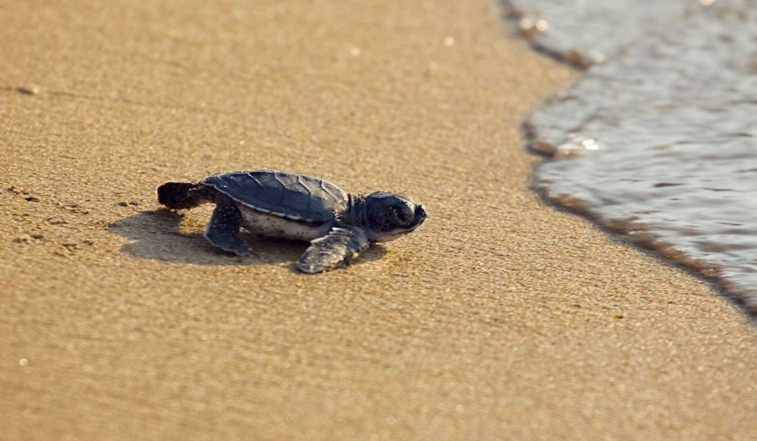 Schildkröten retten im Urlaub | Forum - Das Wochenmagazin