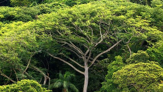 Regenwald: Zu heiß für Fotosynthese?