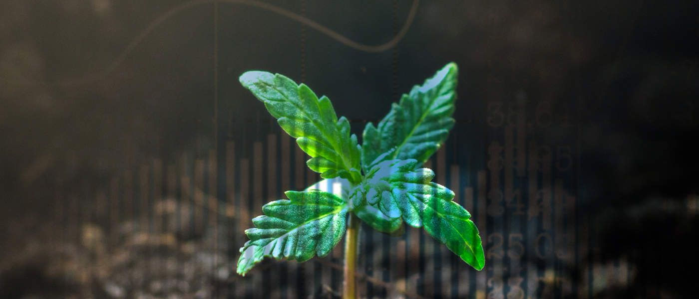 AgraFlora Organics Signs Cannabis Supply Deal With Cabbay Holdings Corp.